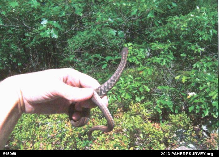 Eastern Gartersnake