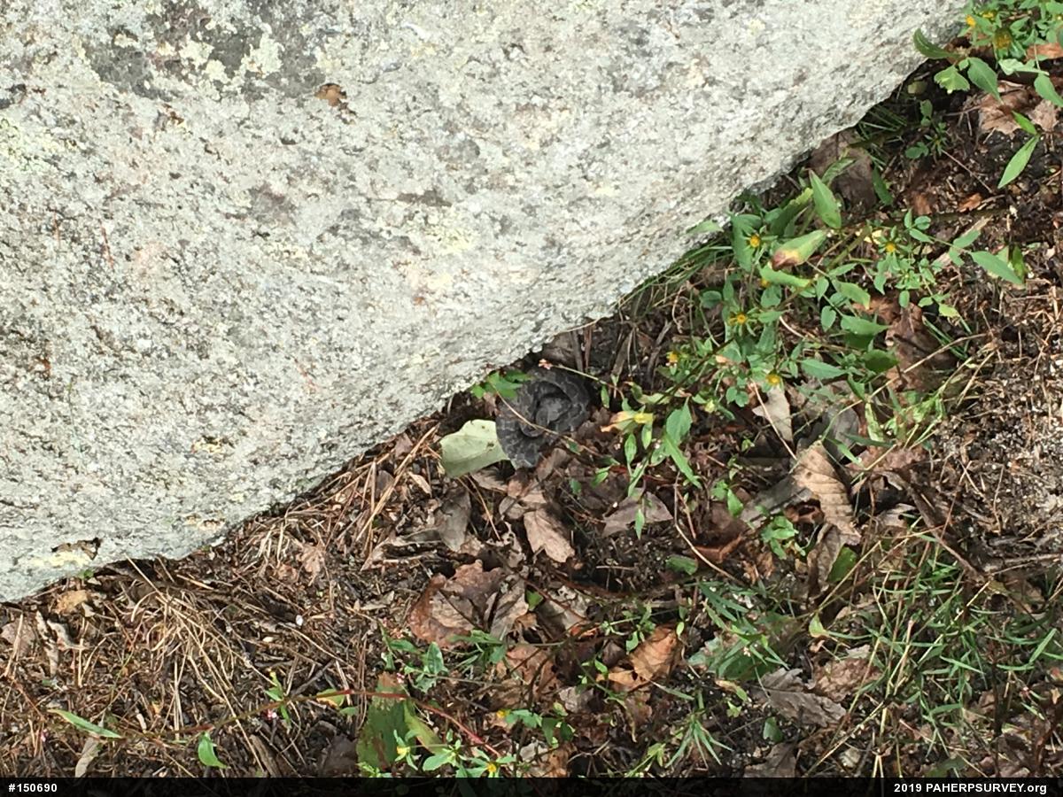 Timber Rattlesnake