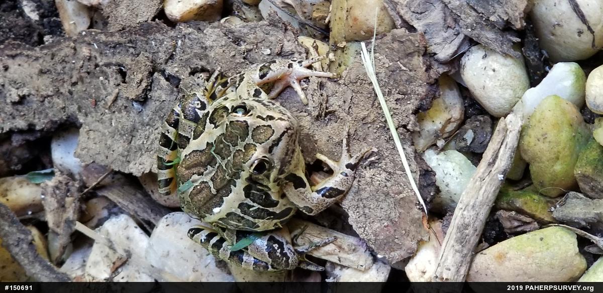 Pickerel Frog