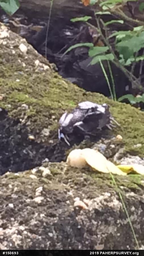 Green Frog