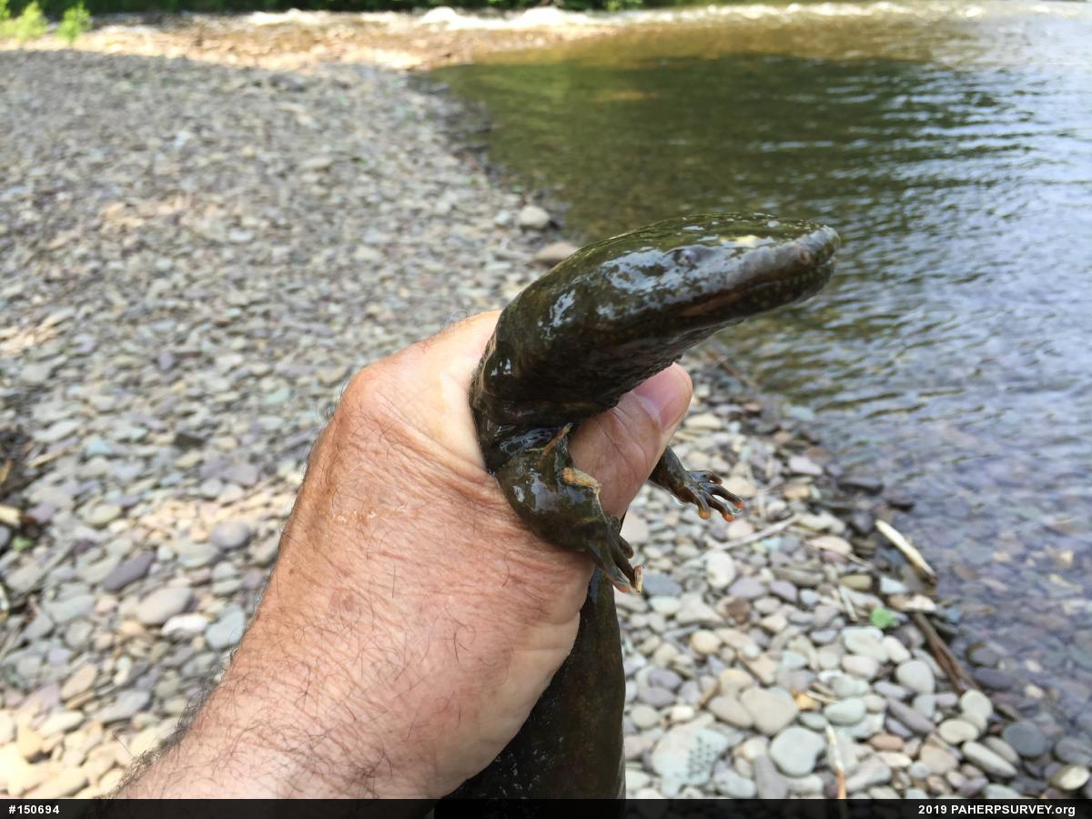 Eastern Hellbender