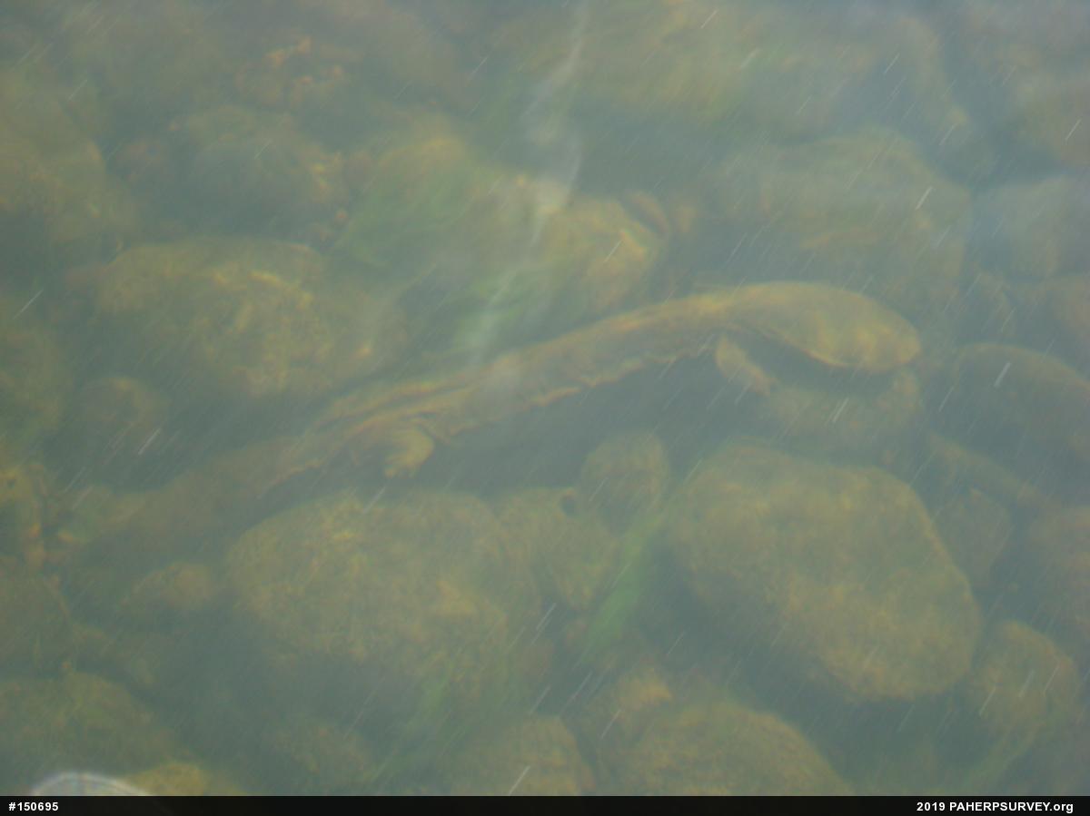 Eastern Hellbender
