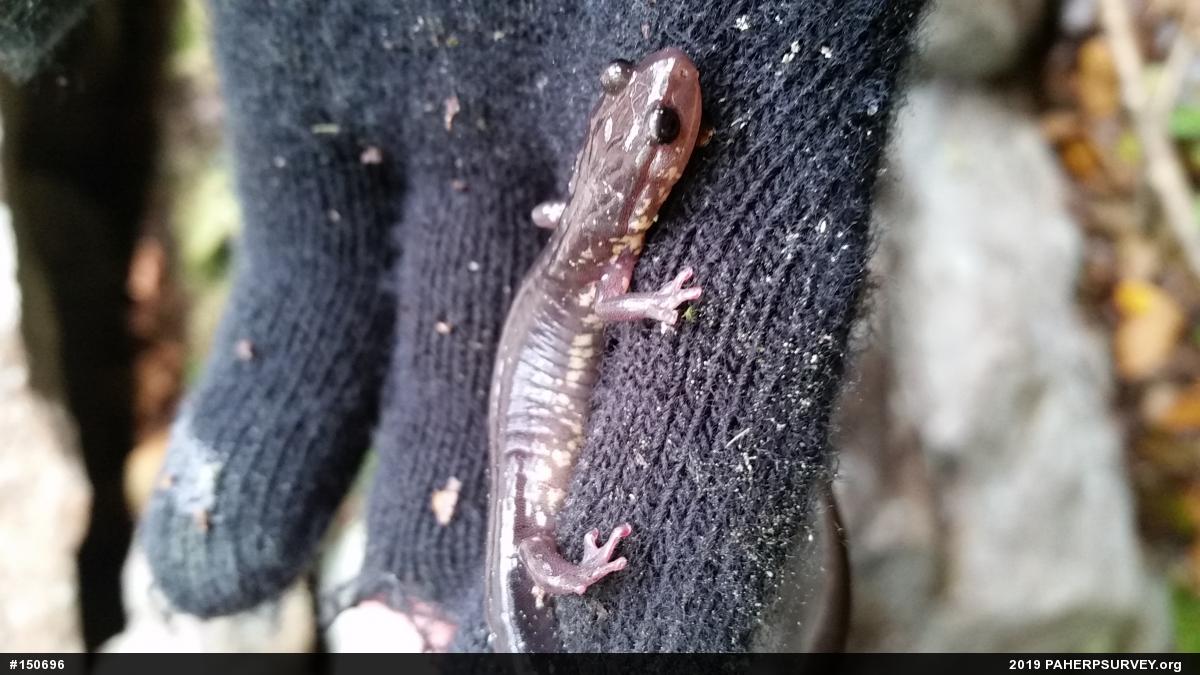 Wehrle's Salamander