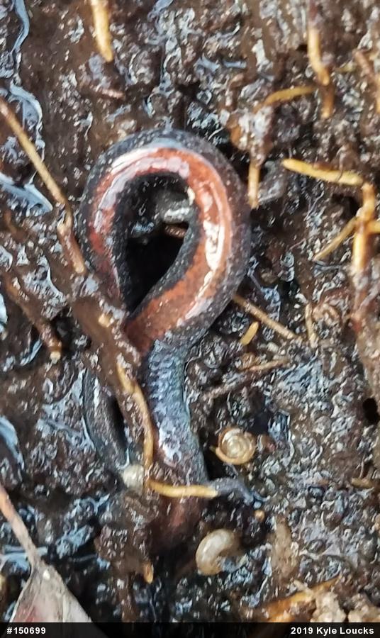 Eastern Red-backed  Salamander