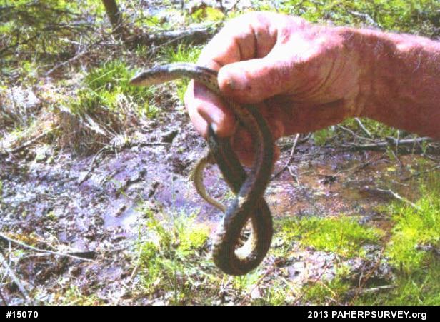 Eastern Gartersnake