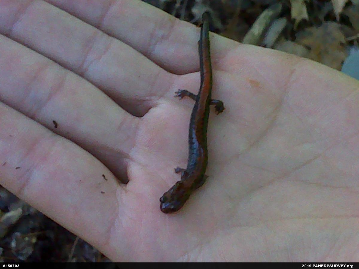 Eastern Red-backed  Salamander