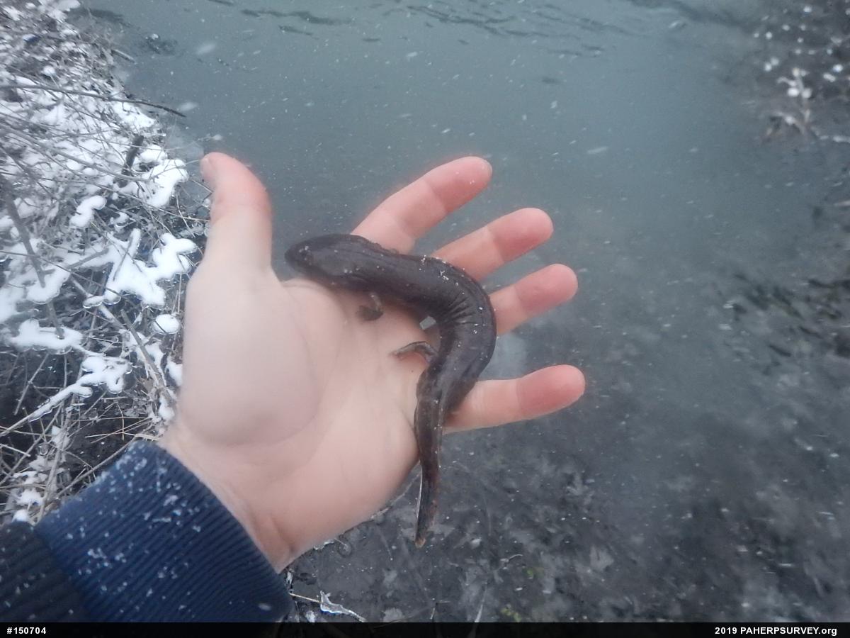 Common Mudpuppy