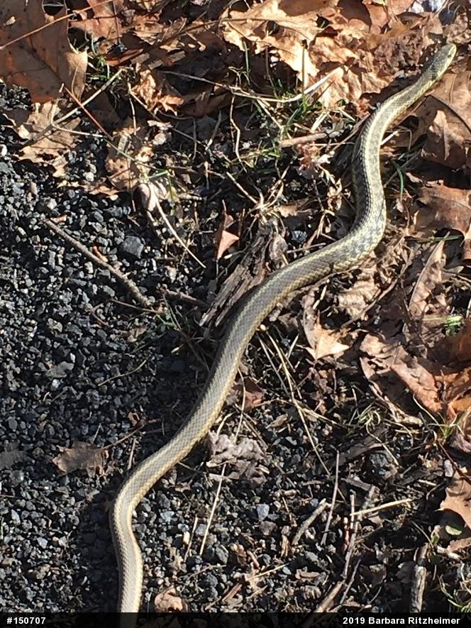 Eastern Gartersnake