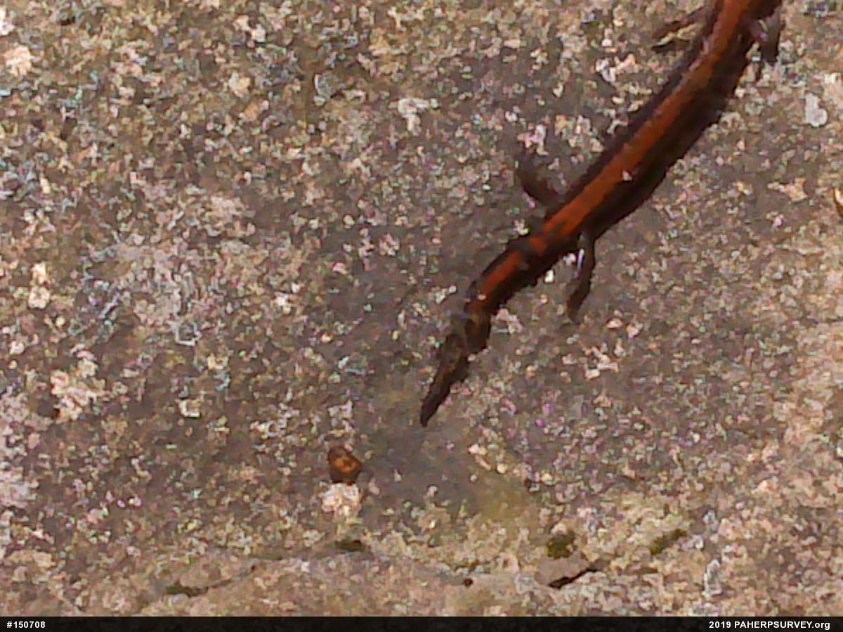 Eastern Red-backed  Salamander
