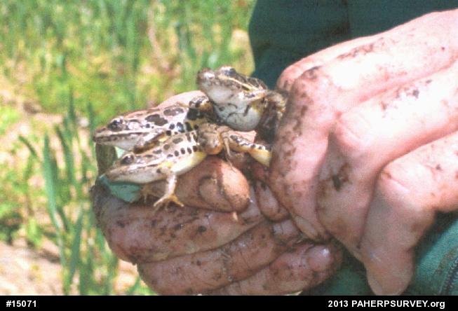 Pickerel Frog