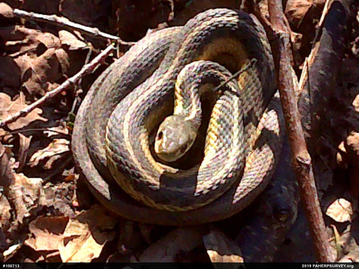 Eastern Gartersnake