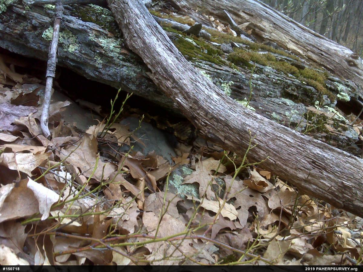 Timber Rattlesnake