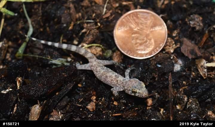 Mediterranean House Geckos