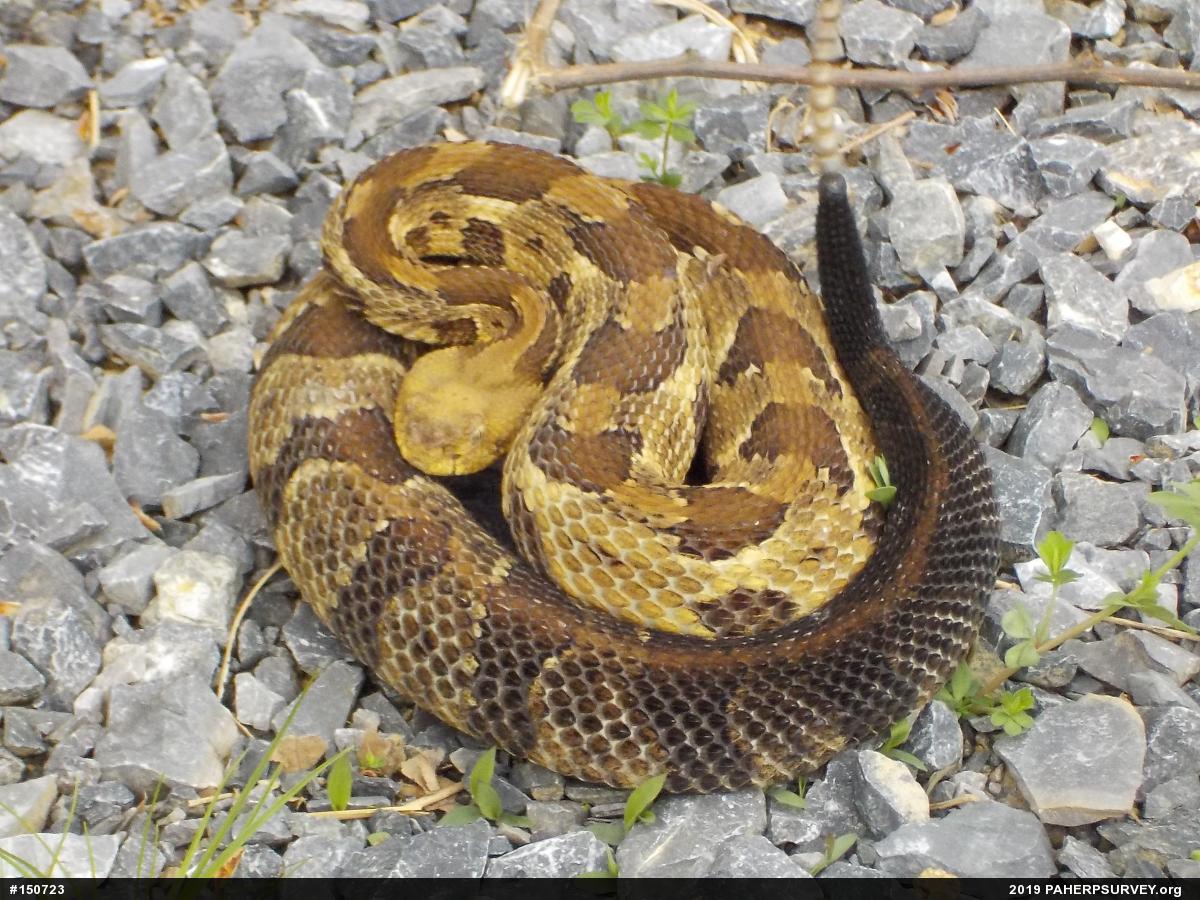Timber Rattlesnake