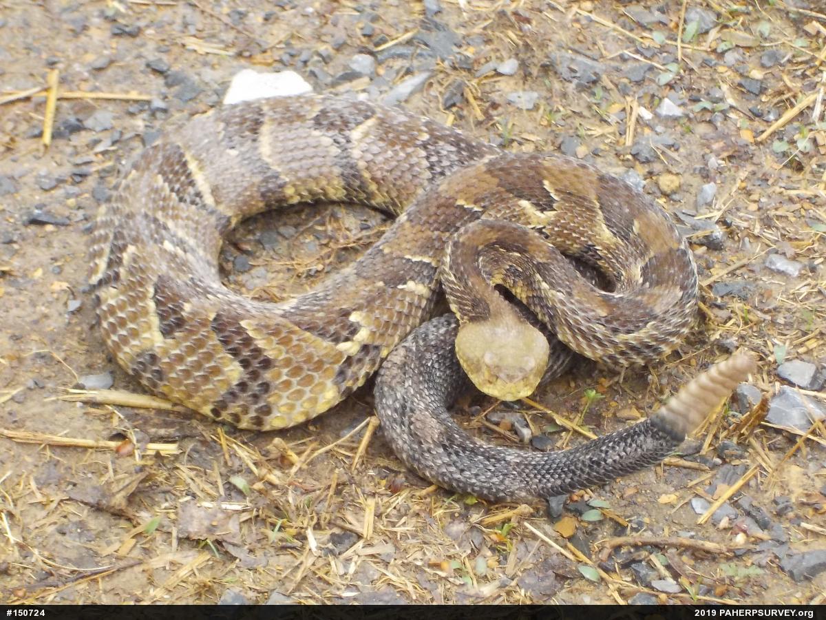 Timber Rattlesnake