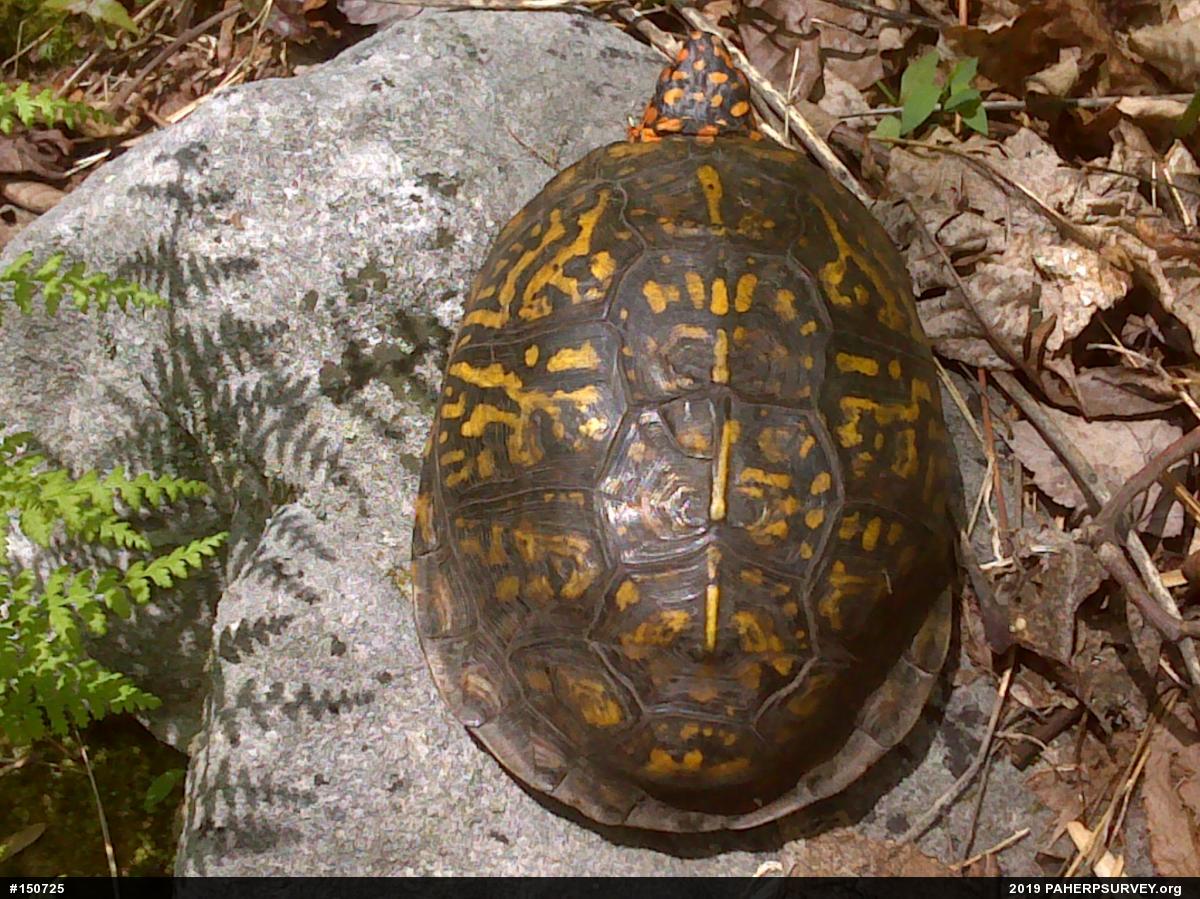 Eastern Box Turtle