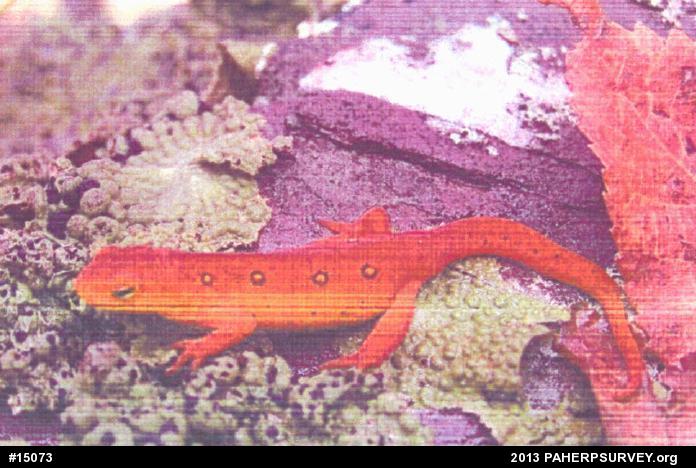 Red-spotted Newt