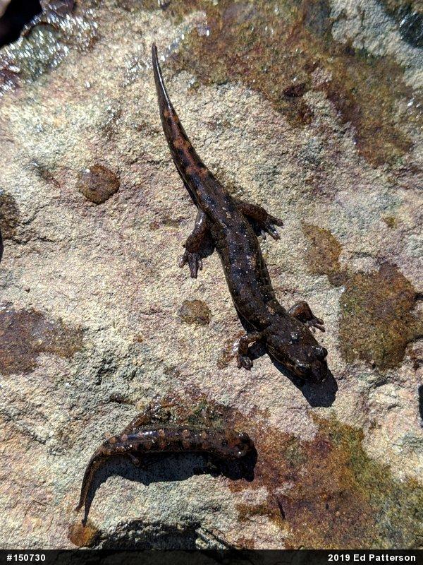 Seal Salamander