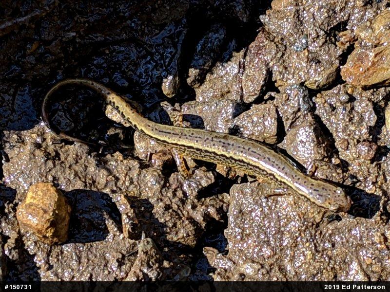 Northern Two-lined Salamander