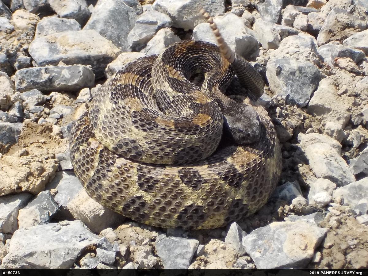 Timber Rattlesnake