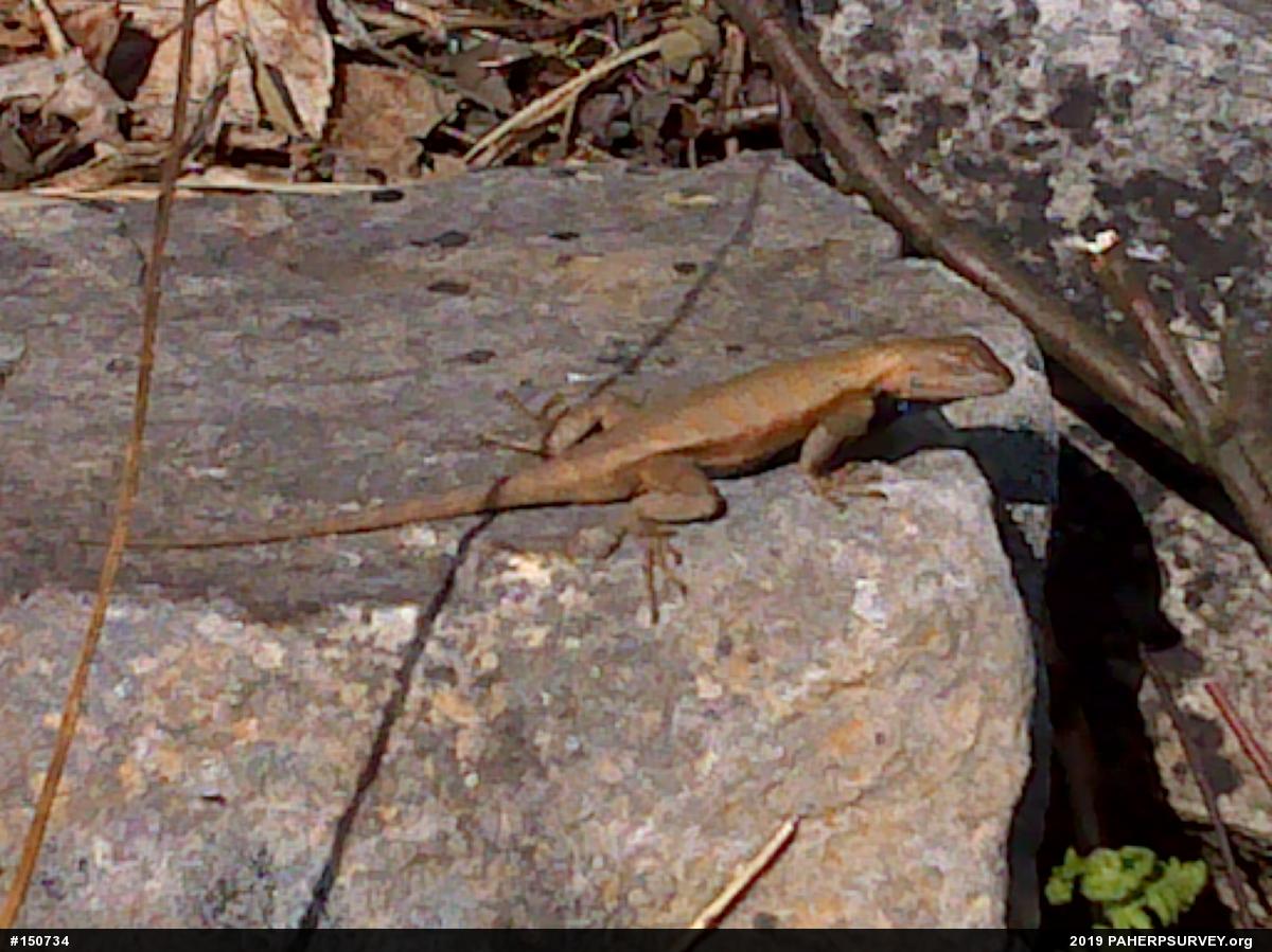 Eastern Fence Lizard