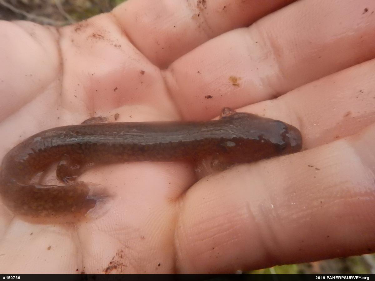 Northern Spring Salamander