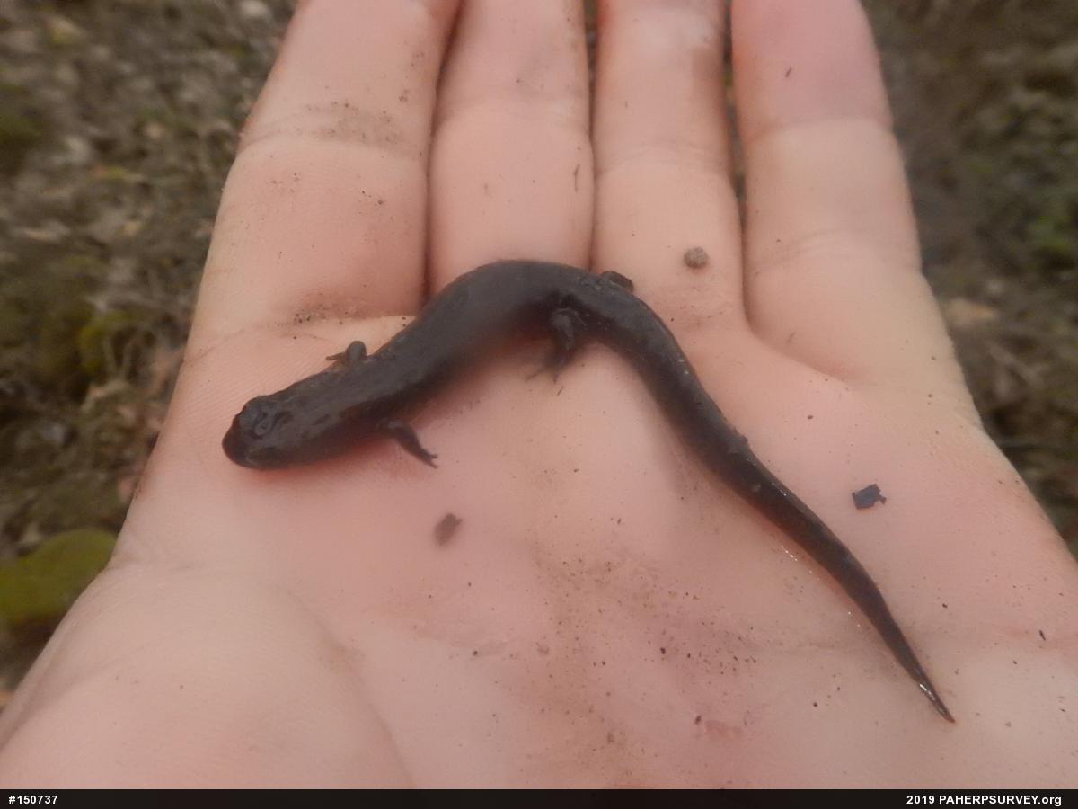 Northern Dusky Salamander