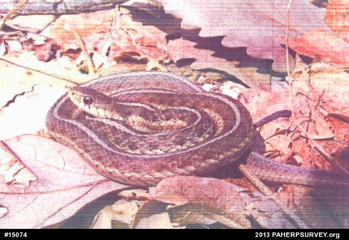 Eastern Gartersnake