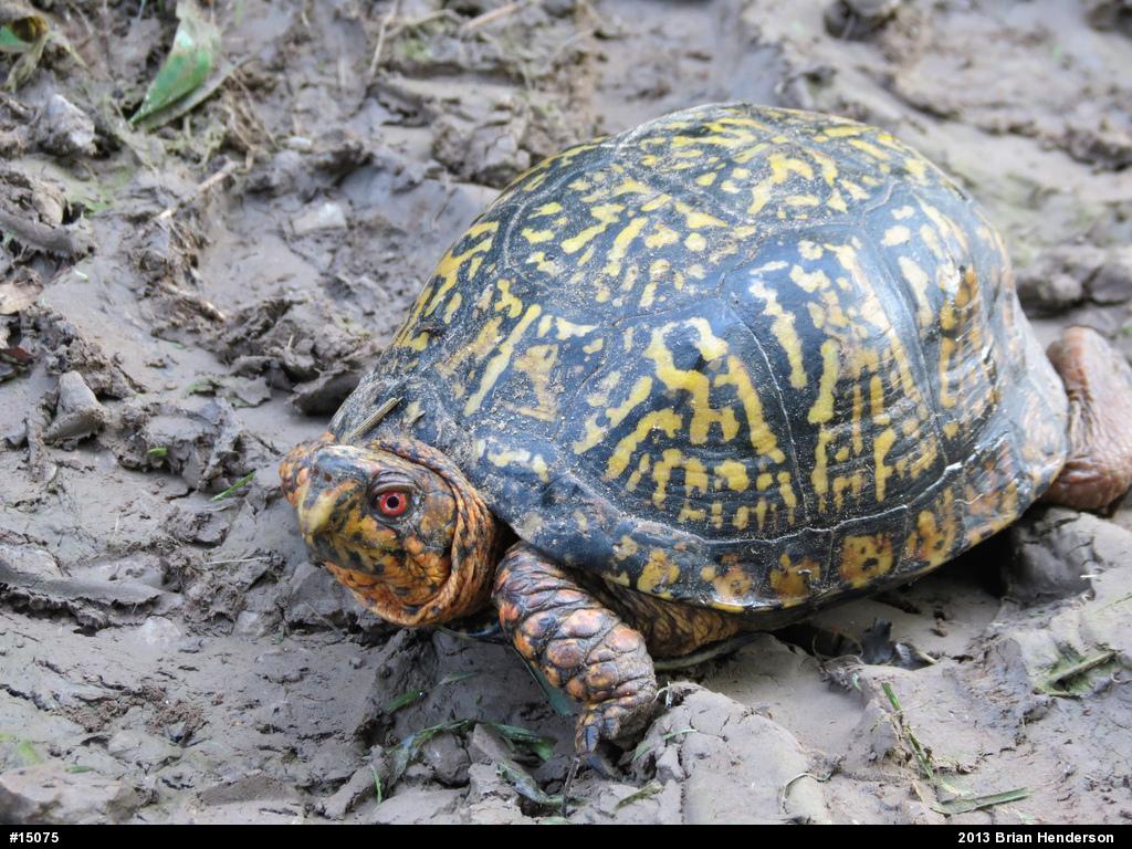 Eastern Box Turtle