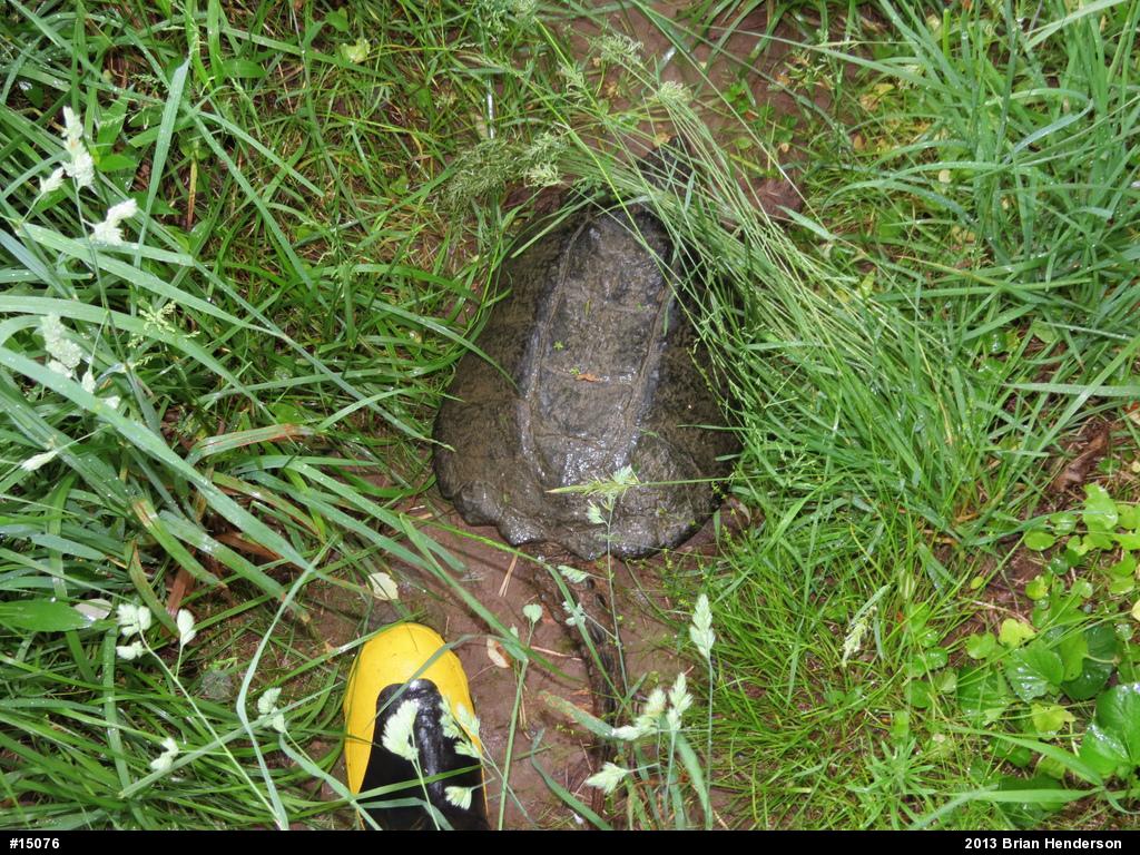 Snapping Turtle