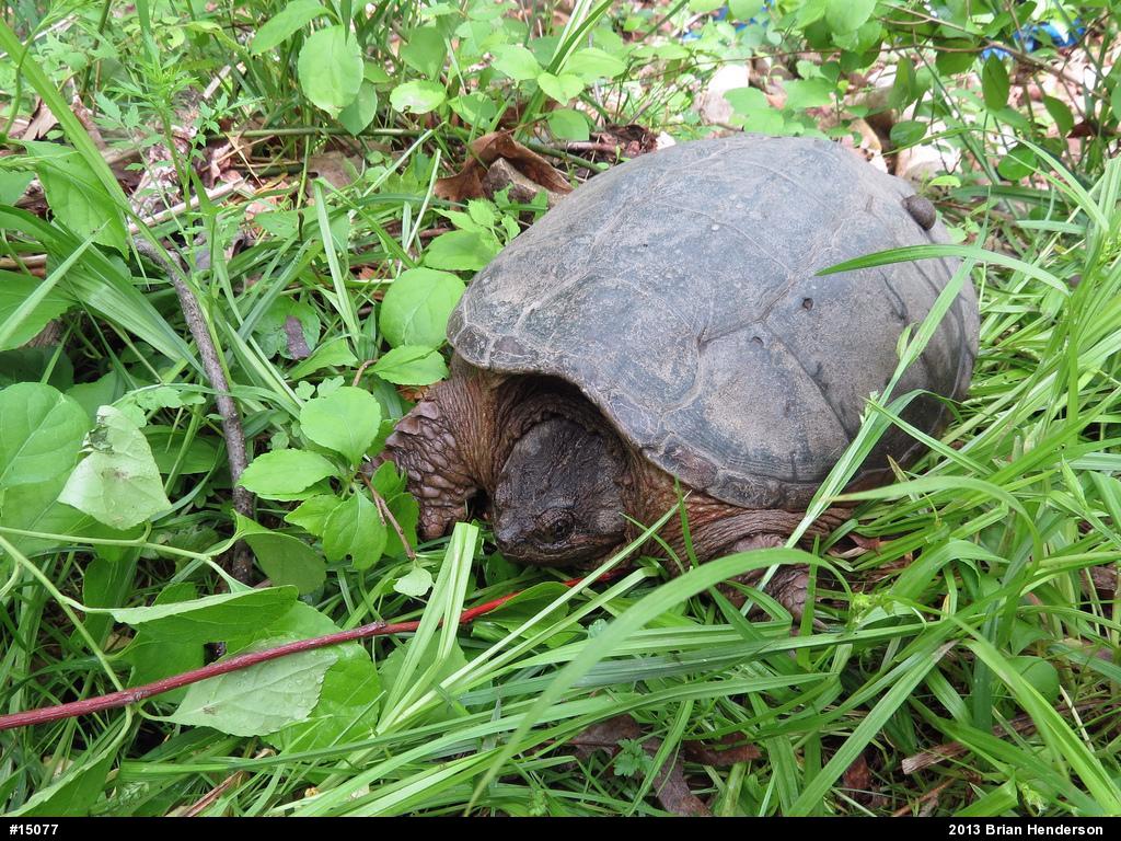 Snapping Turtle