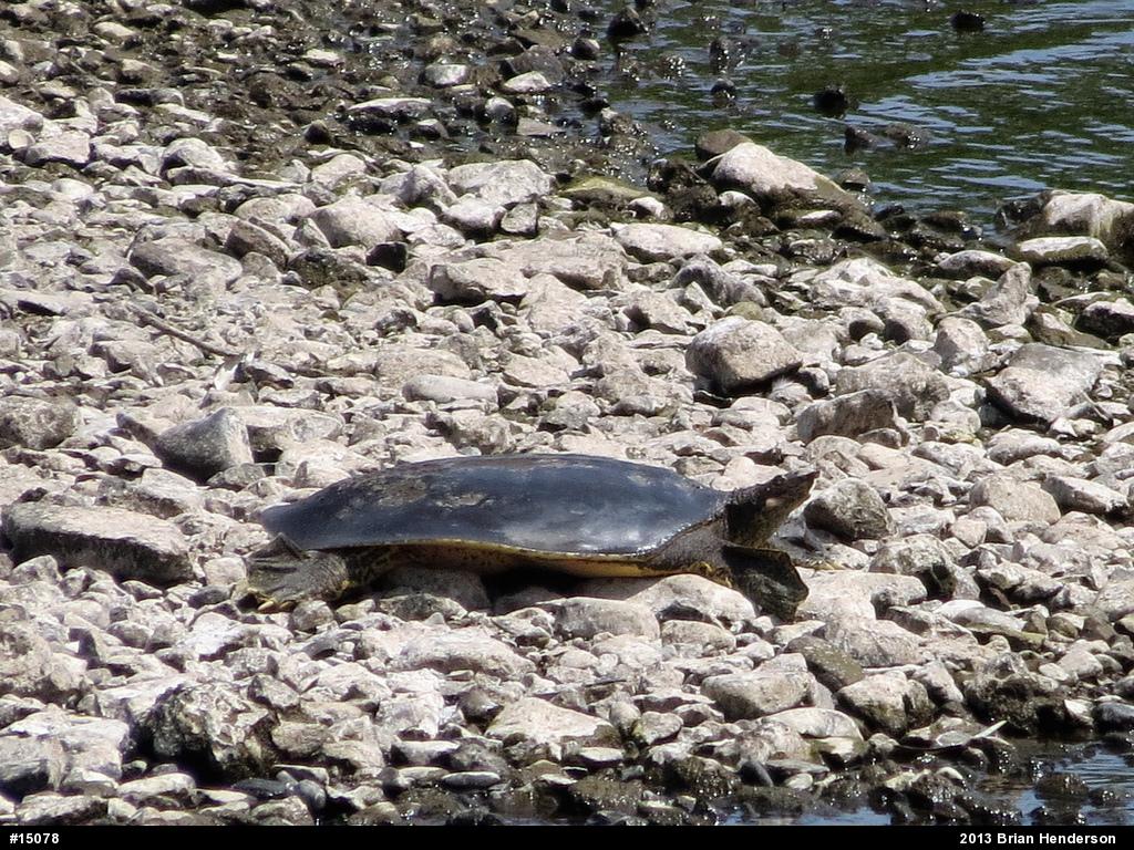 Eastern Spiny Softshell