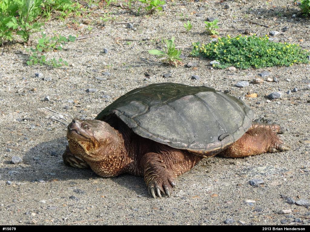 Snapping Turtle