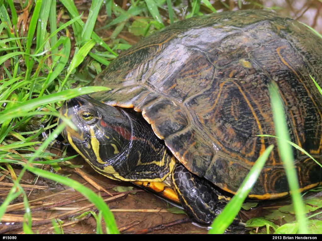 Red-eared Slider