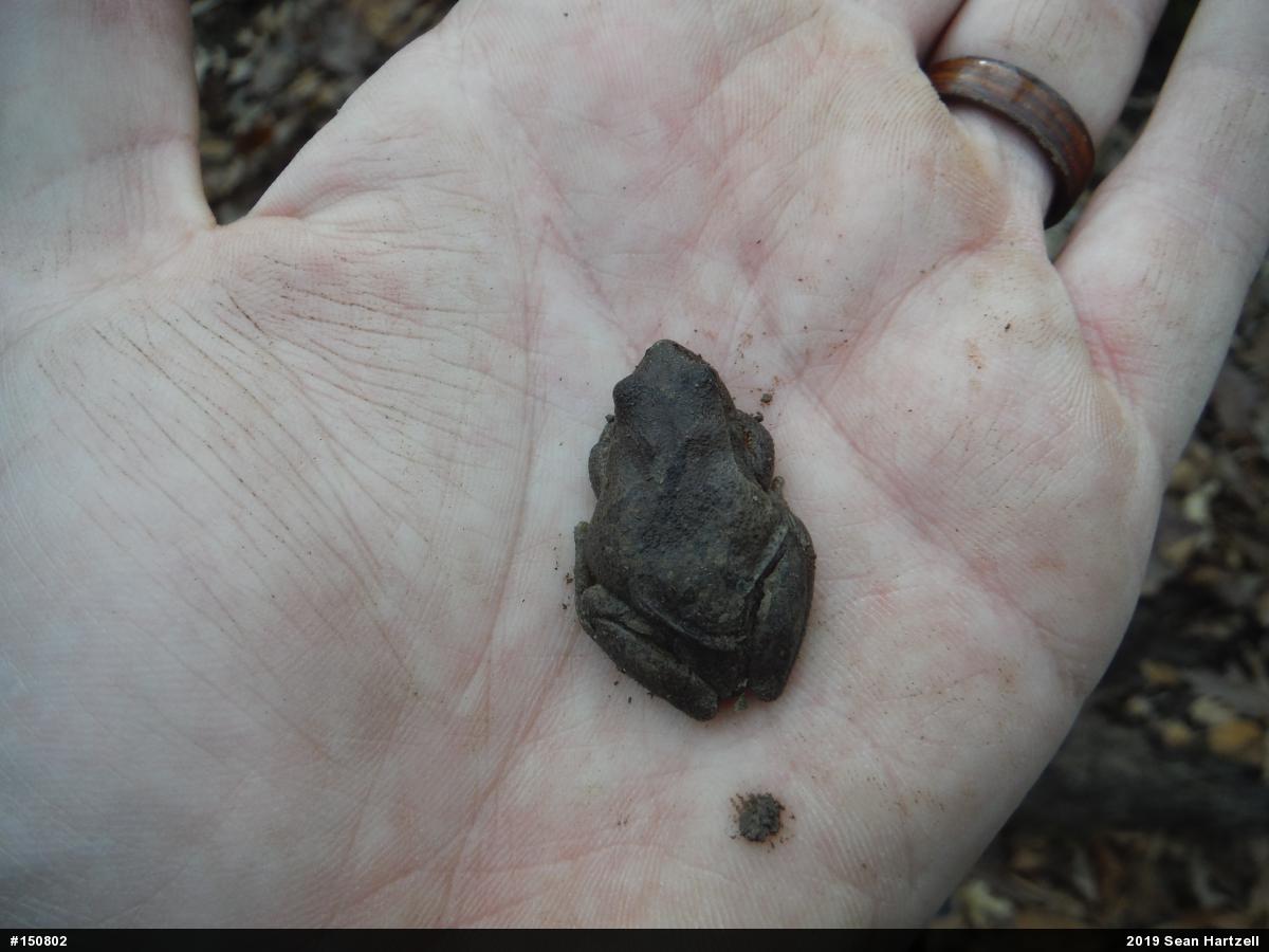 Spring Peeper