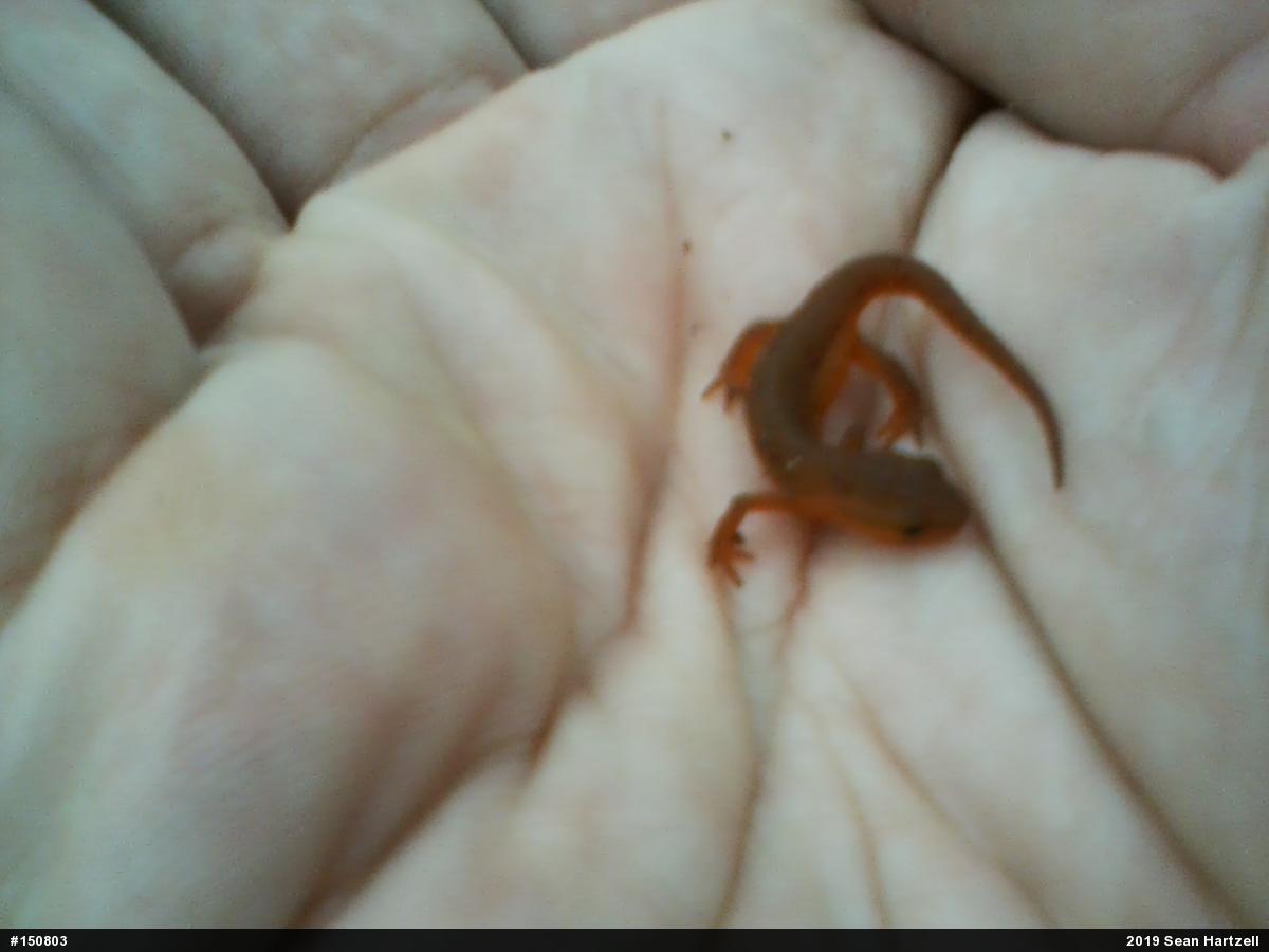 Red-spotted Newt