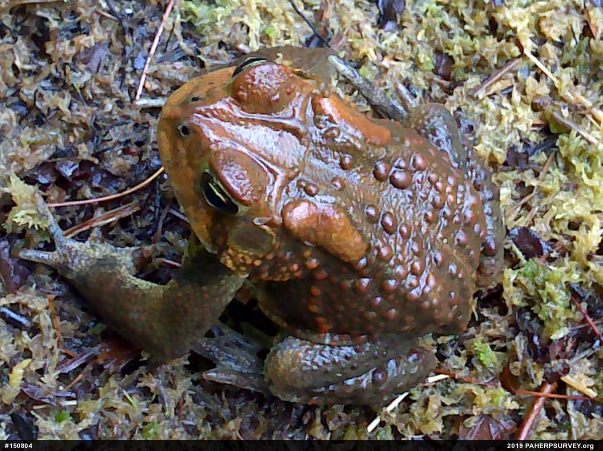 Eastern American Toad