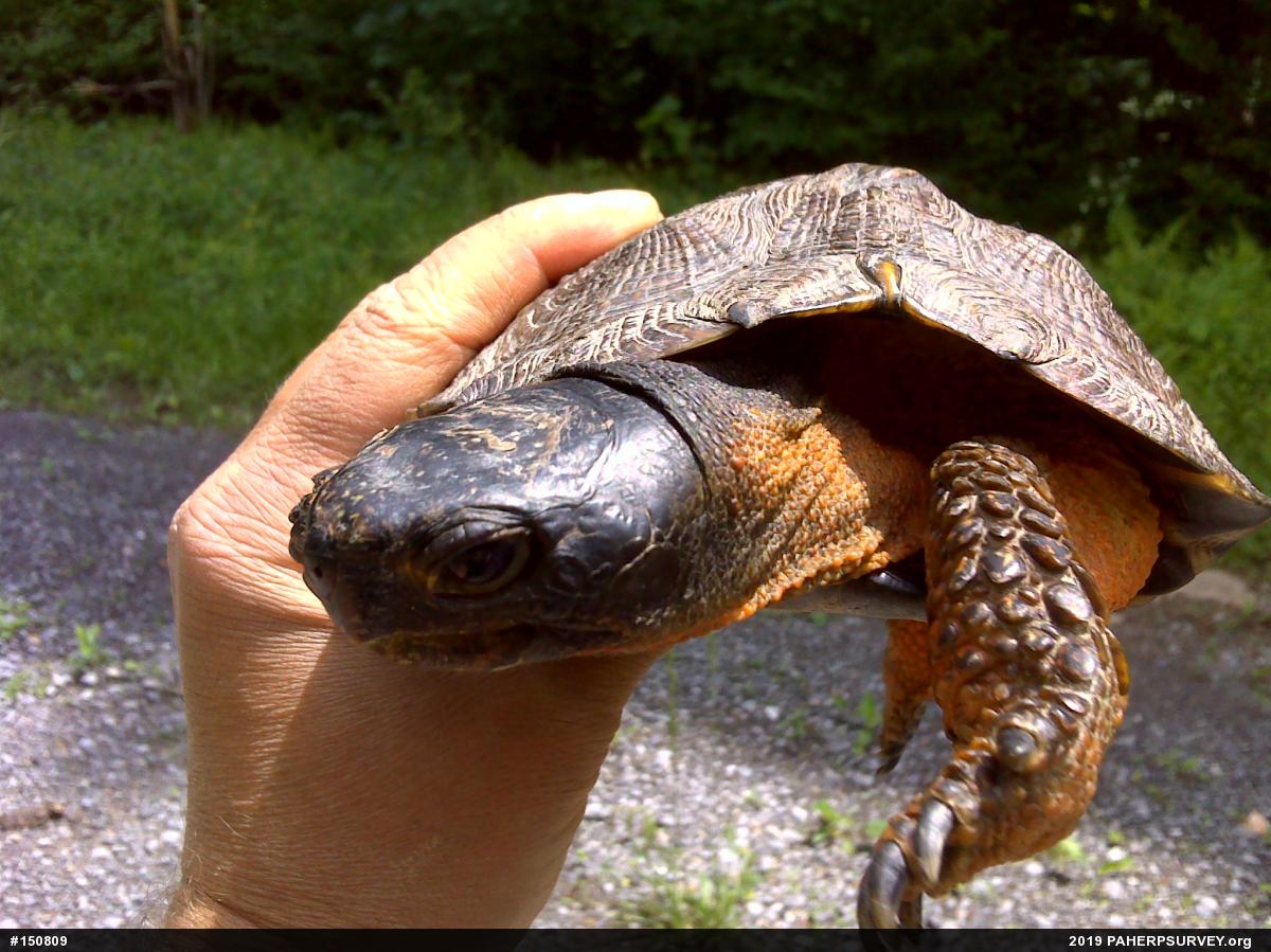 Wood Turtle