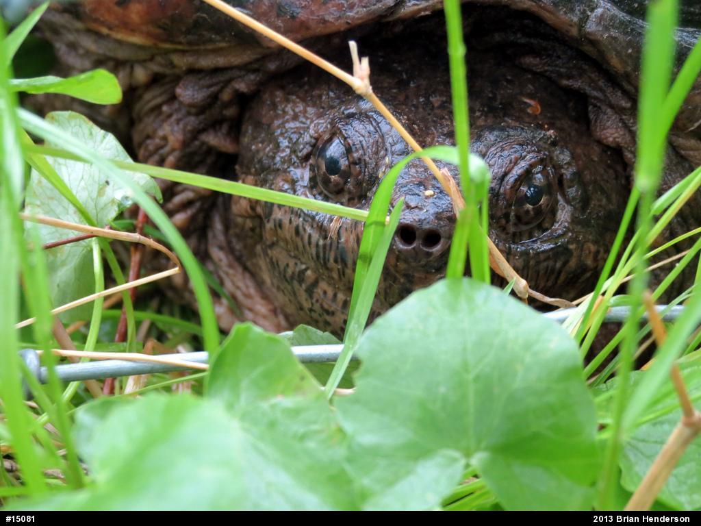 Snapping Turtle