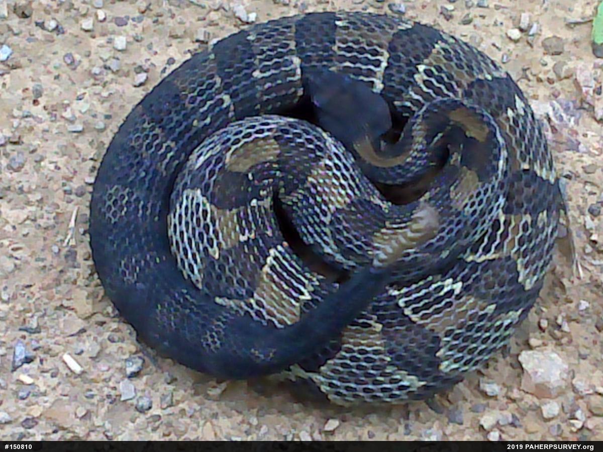 Timber Rattlesnake