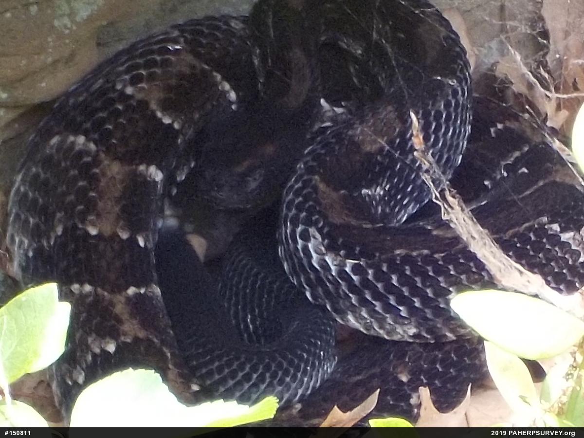 Timber Rattlesnake