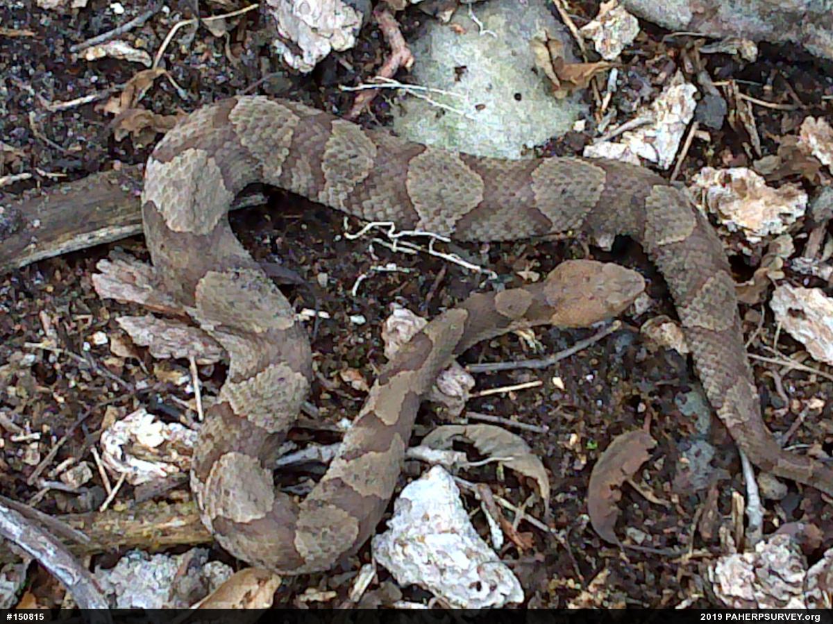 Northern Copperhead