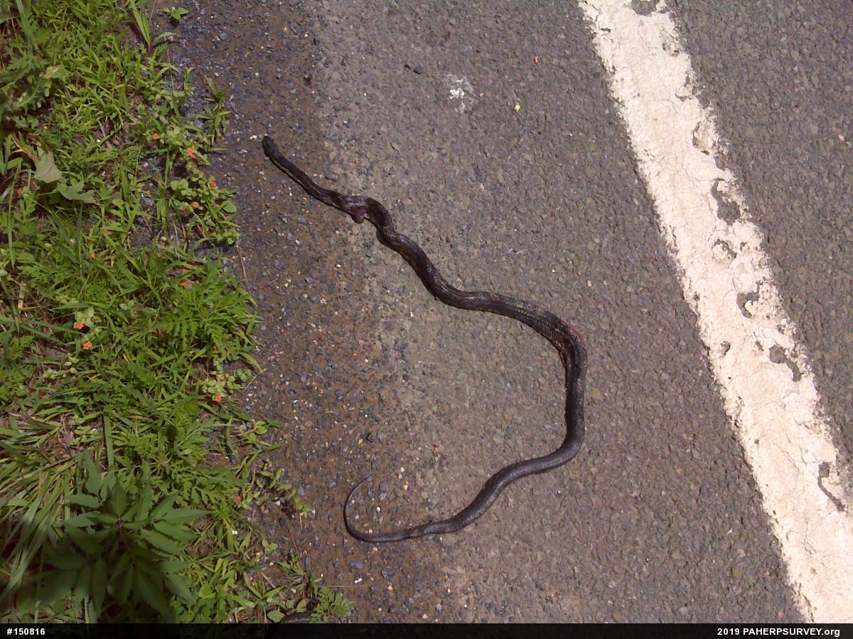 Eastern Ratsnake