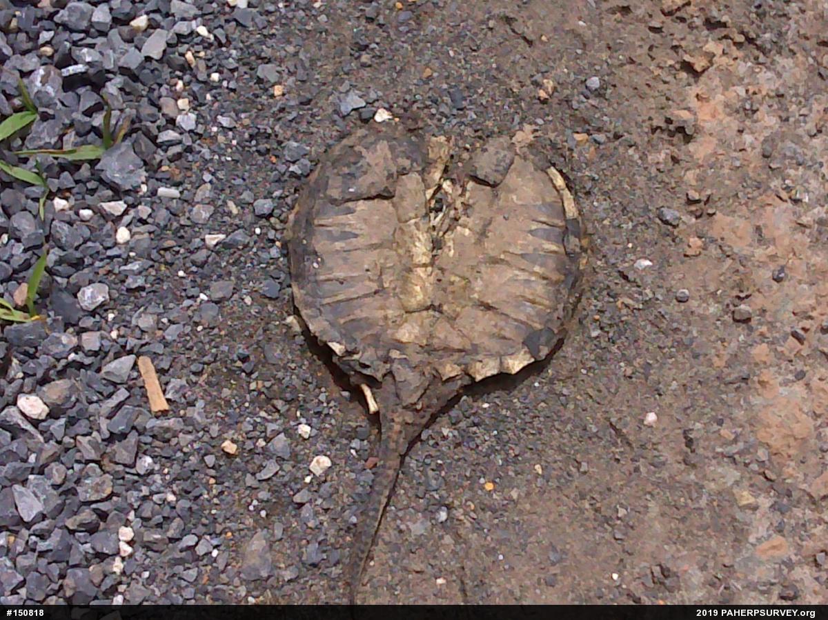 Snapping Turtle