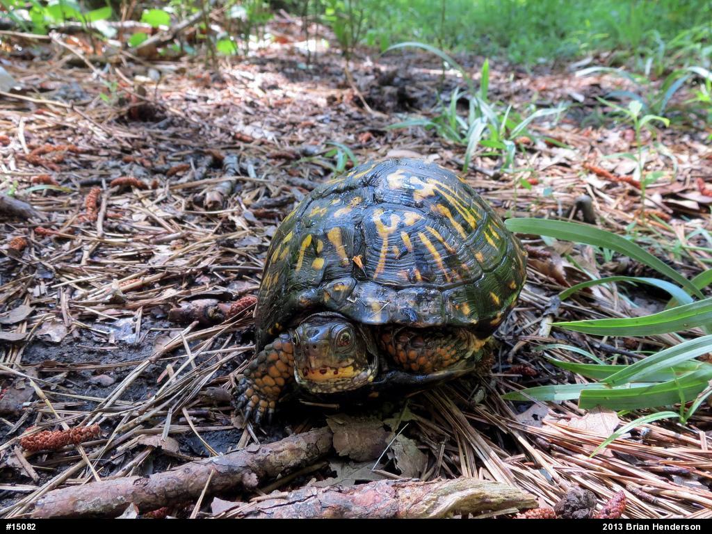 Eastern Box Turtle