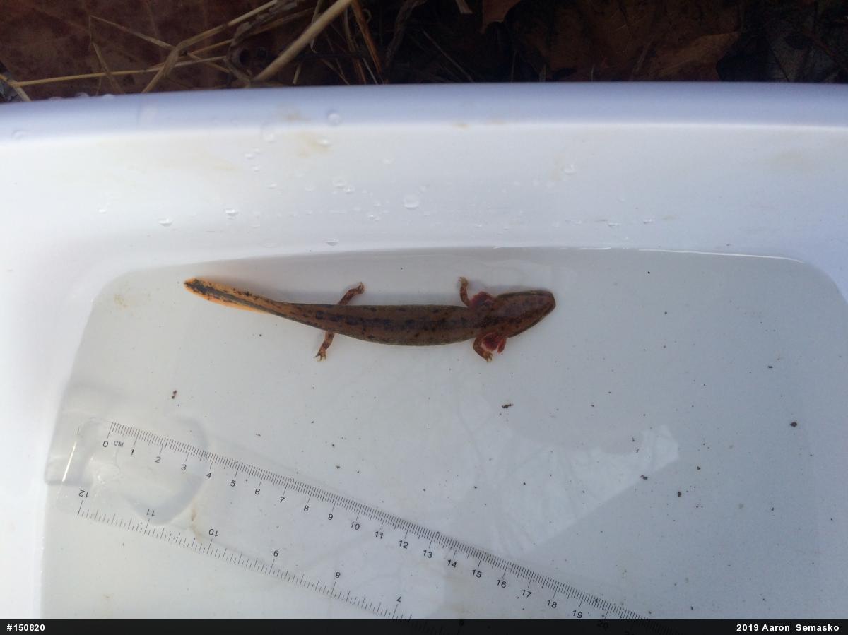 Common Mudpuppy