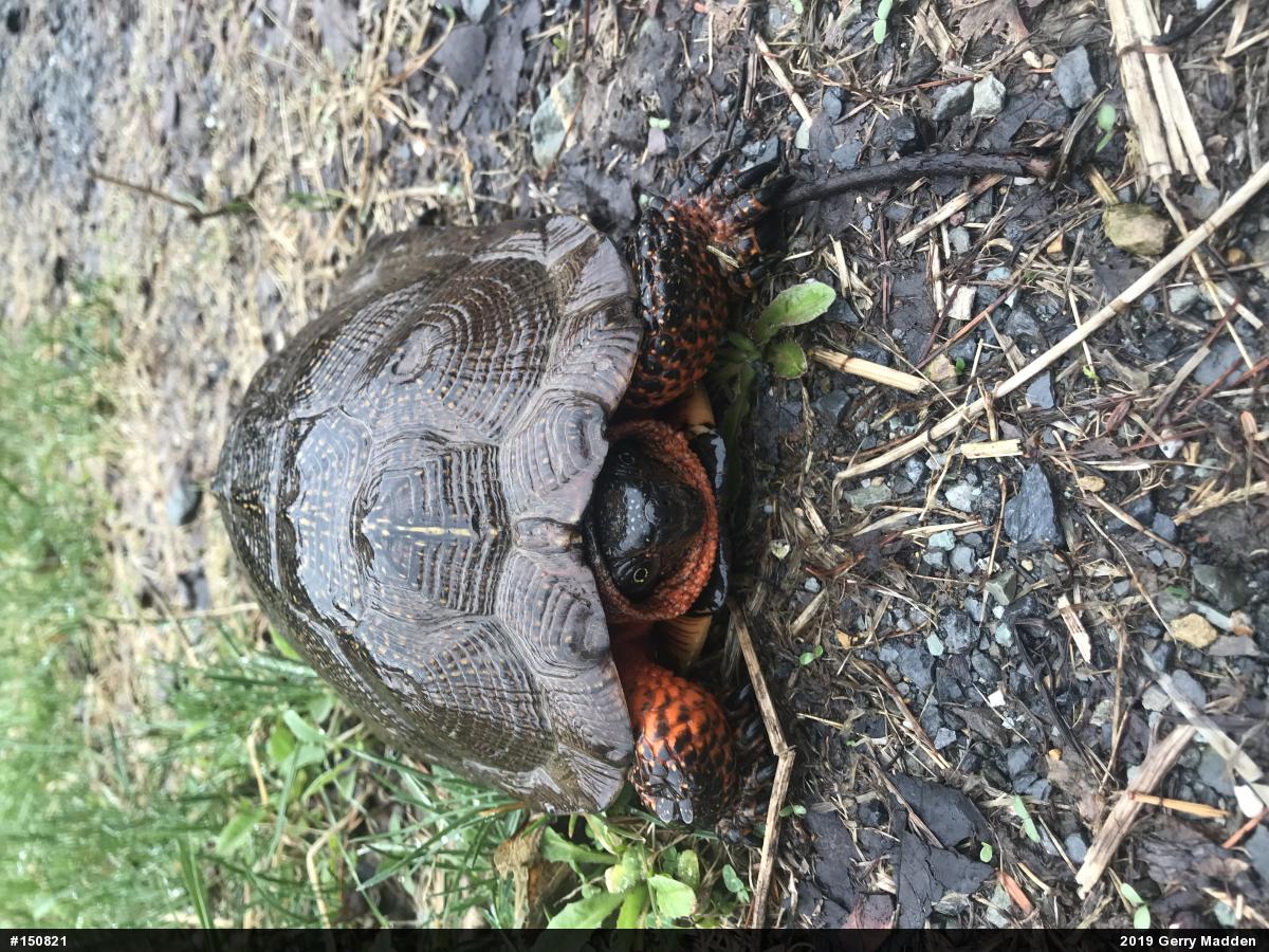 Wood Turtle