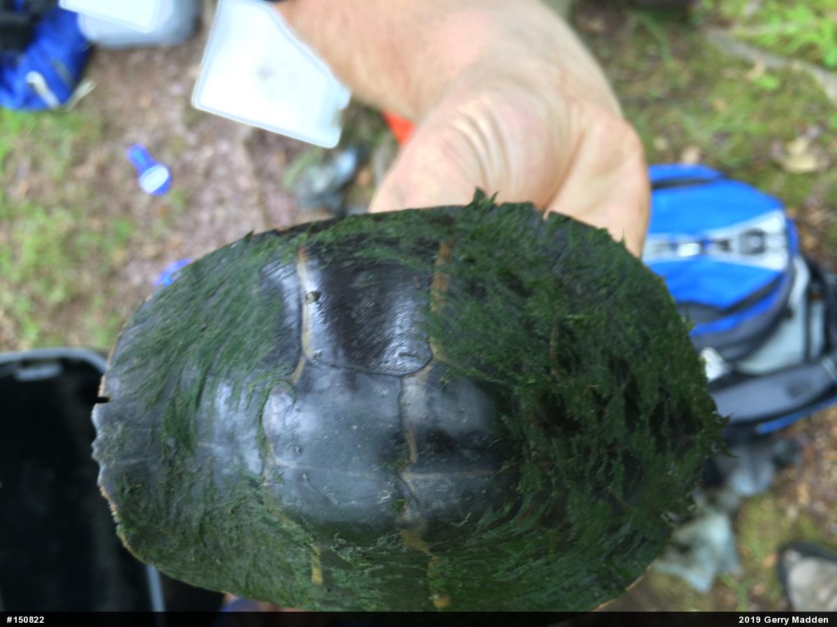 Painted Turtle