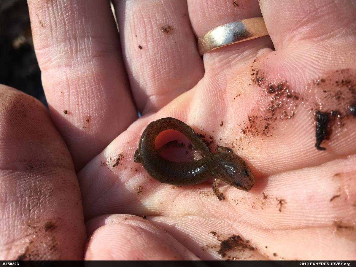 Northern Red Salamander