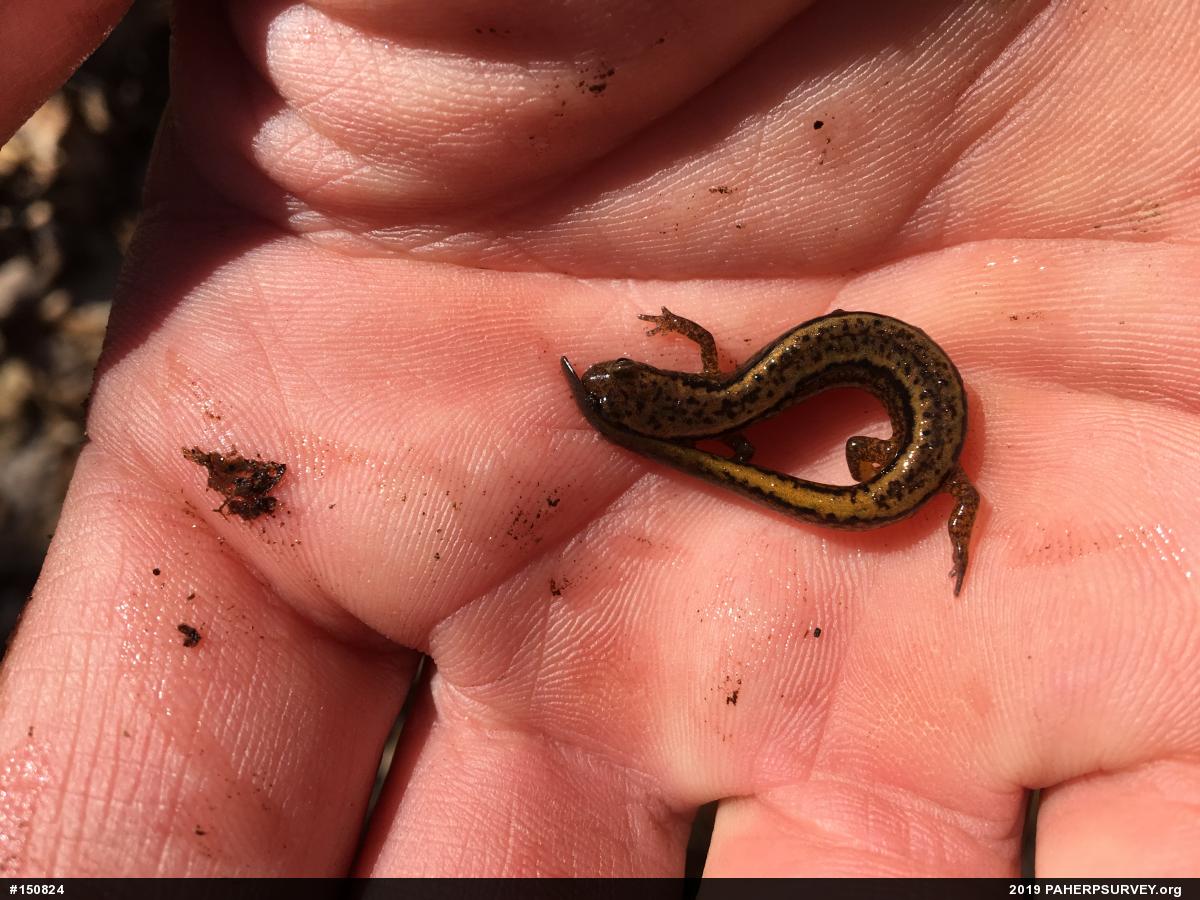 Northern Two-lined Salamander